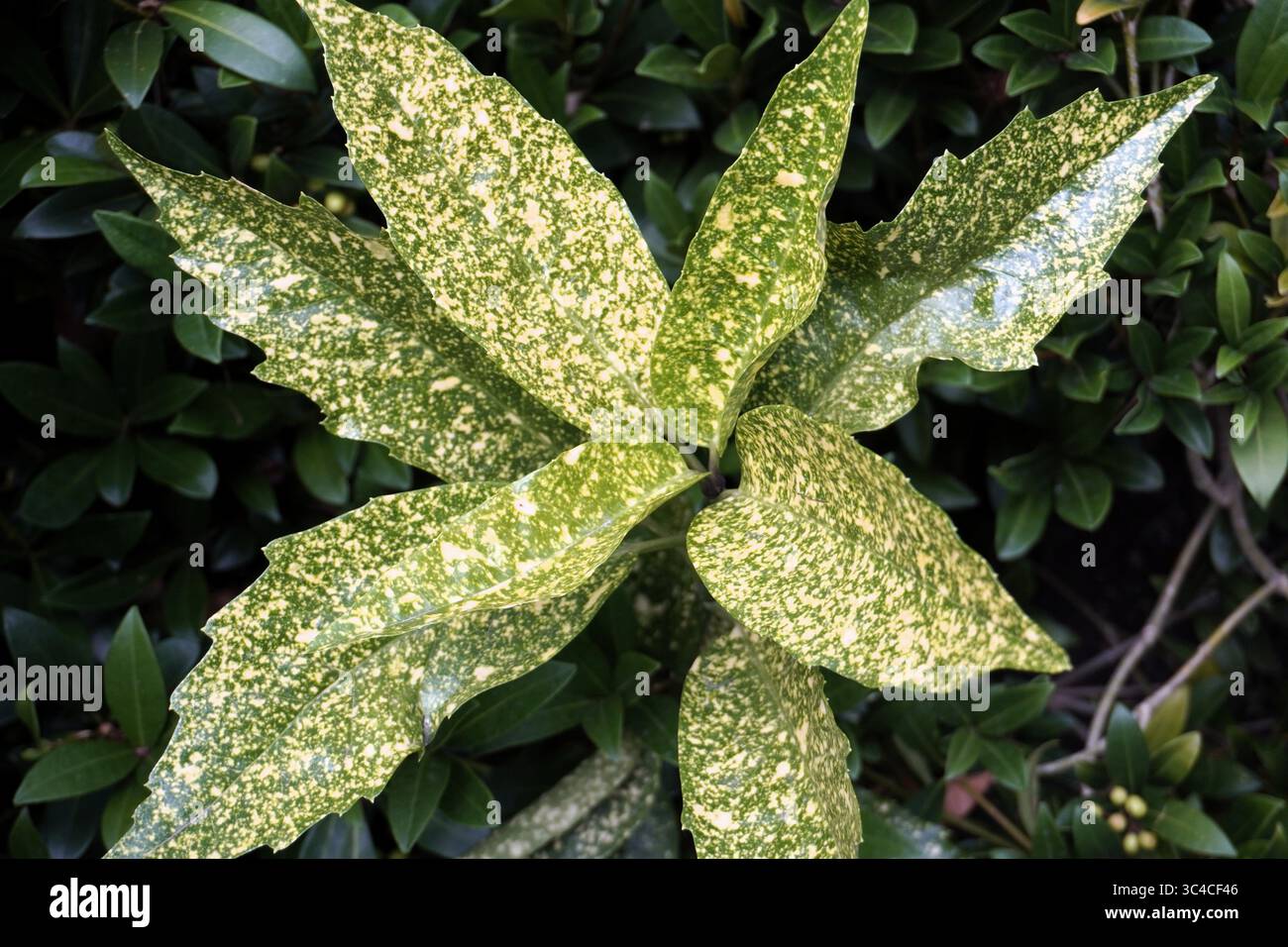 Close up of an Aucuba Japonica, aka spotted laurel or gold dust plant ...