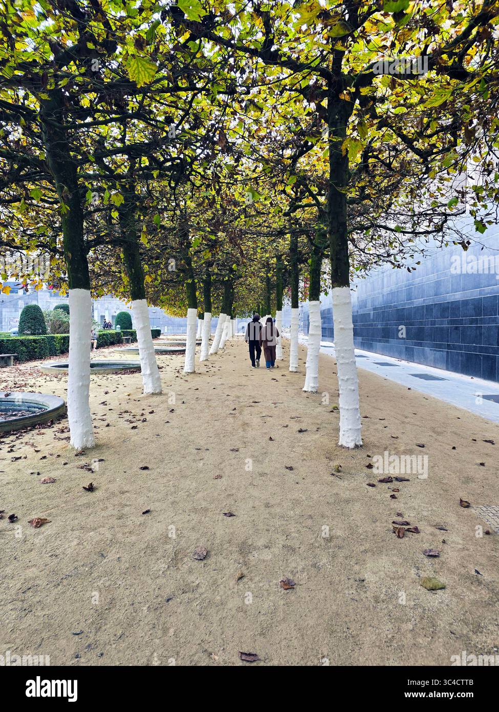 Tree-lined pedestrian path with white-painted trunks and autumn foliage in the European Quarter of Brussels, Belgium. - Smartphone Captured Stock Image