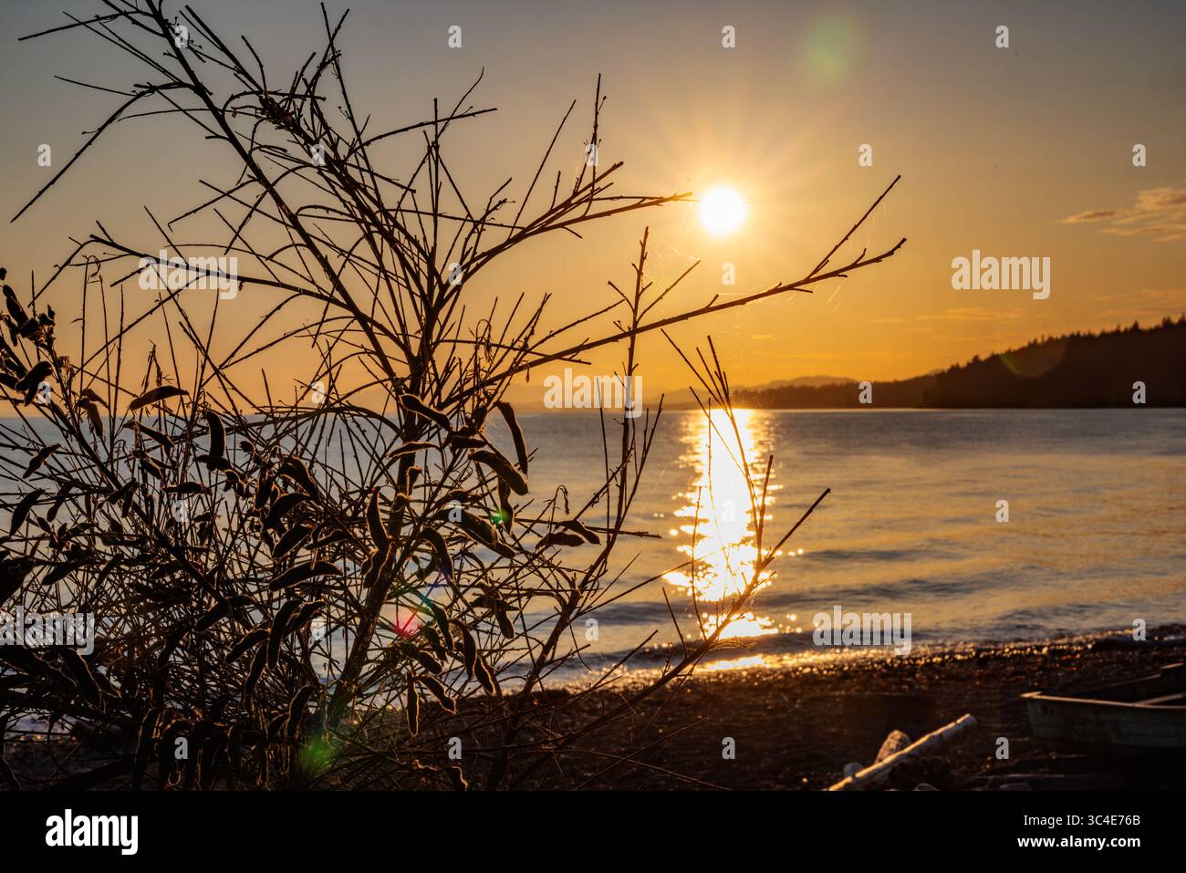Plants in silhouette against the sunset on the shore of a beach in British Columbia, Canada. Stock Photo