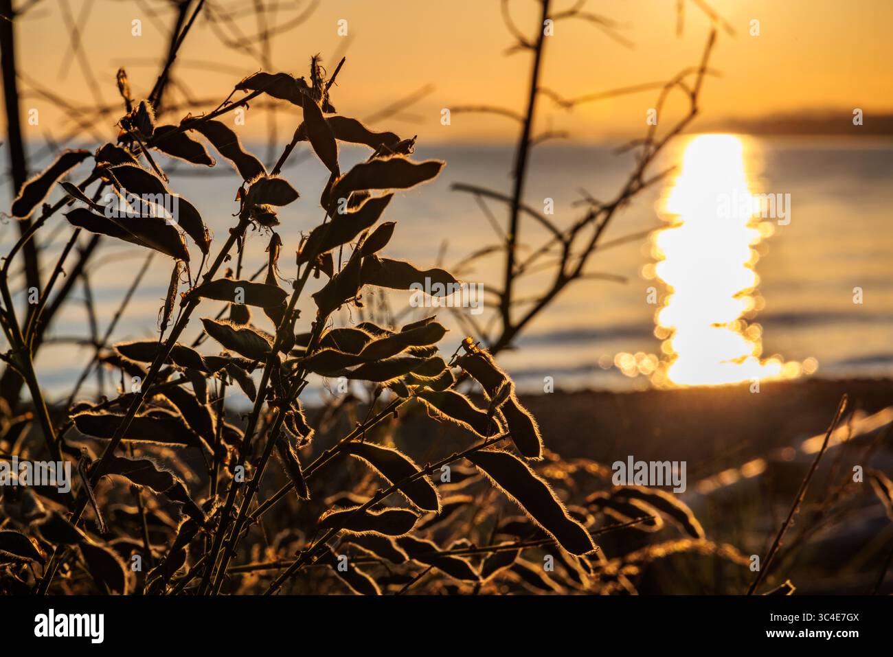 Plants in silhouette against the sunset on the shore of a beach in British Columbia, Canada. Stock Photo