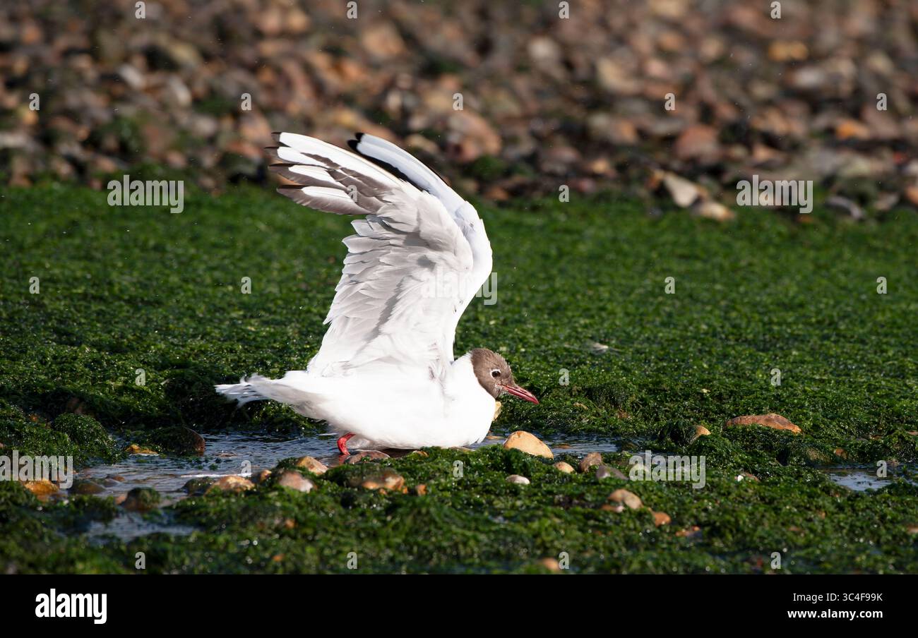 Southampton Water England UK. 27.07.2025.  A Brown headed gull at low tide with seaweed covered rock on Southampton Water UK. Stock Photo