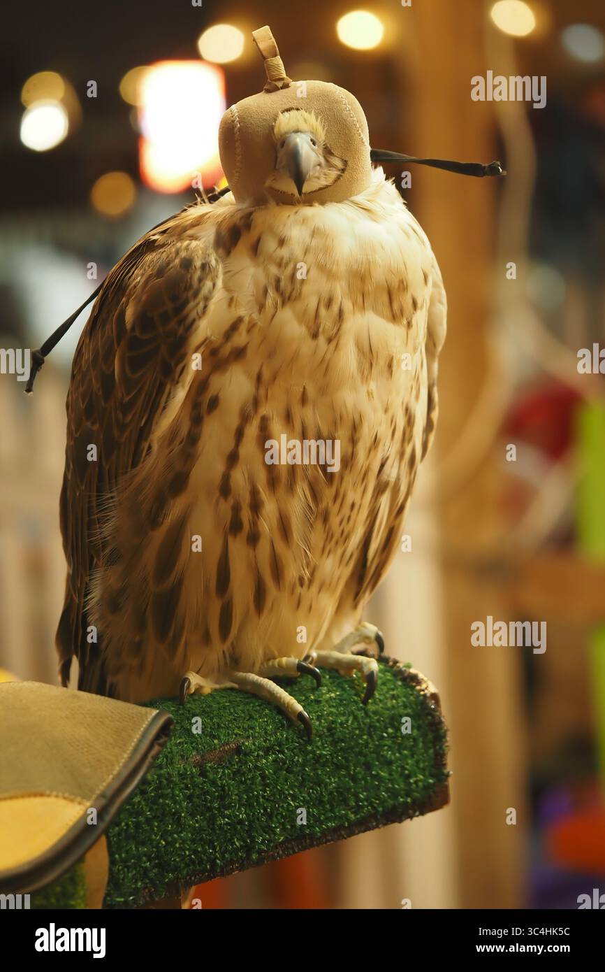 Falcon ready for training at a traditional falconry site Stock Photo