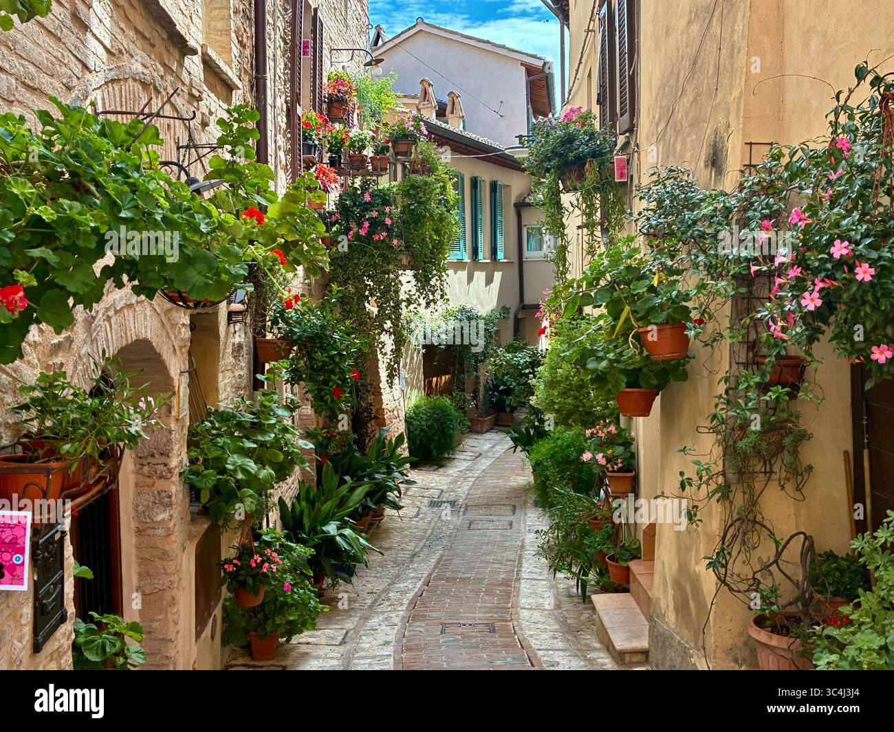 The narrow streets of Spello in the Umbria region of Italy are decorated with colourful flowering plants in pots - Smartphone Captured Stock Image