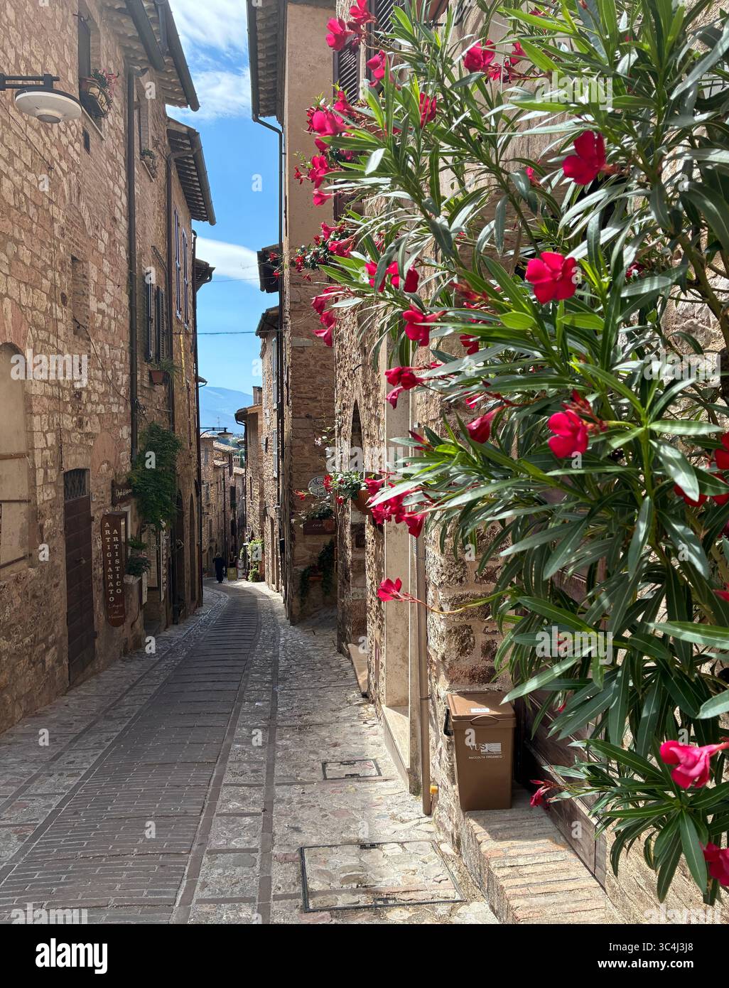 The narrow streets of Spello in the Umbria region of Italy are decorated with colourful flowering plants in pots - Smartphone Captured Stock Image
