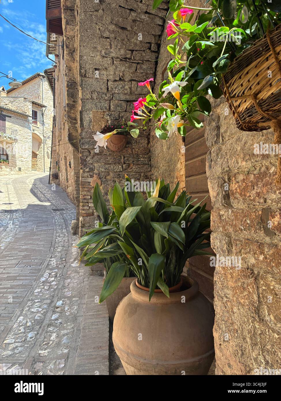 The narrow streets of Spello in the Umbria region of Italy are decorated with colourful flowering plants in pots - Smartphone Captured Stock Image