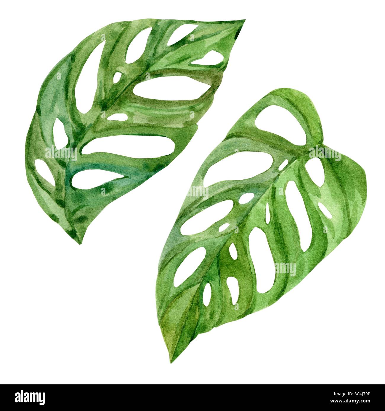 monstera cut leaves Rooted Cutting Monstera Blanchetii – Tropical Houseplant main image 1