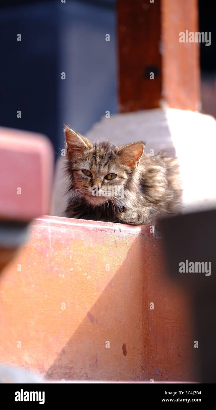 Kitten Sitting on Orange Stairs Stock Photo
