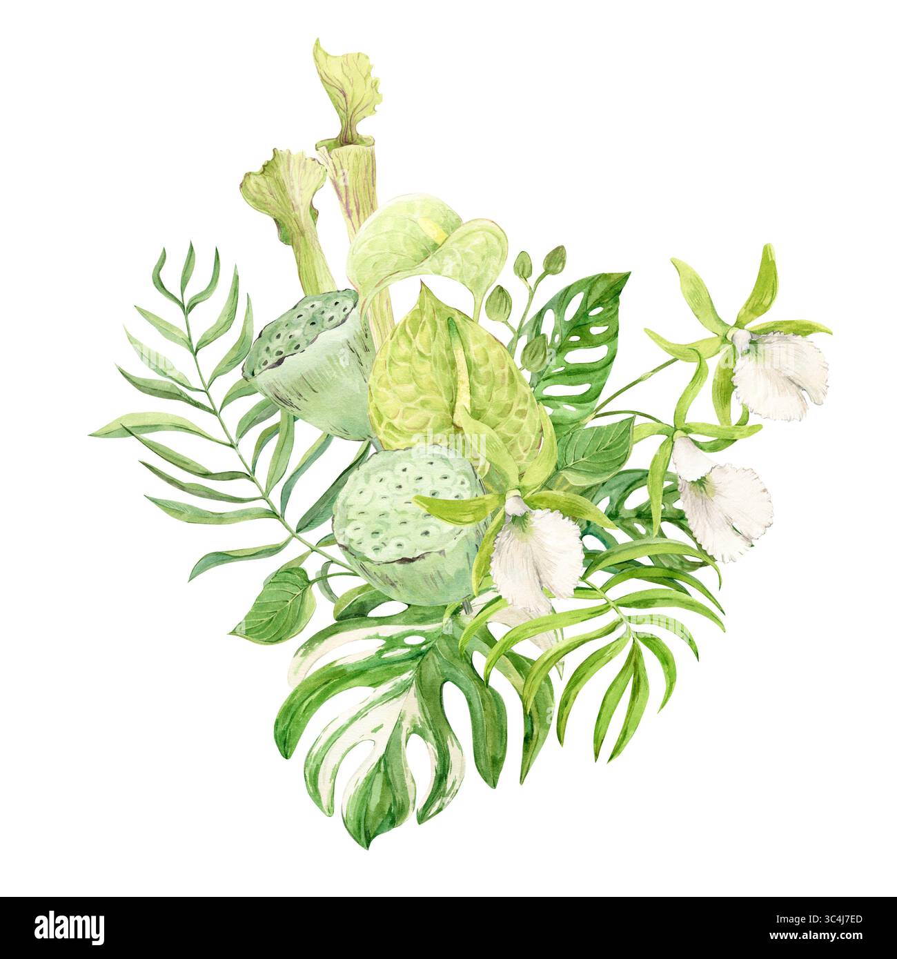 Bouquet of white orchids, green anthurium, sarracenia and monstera leaves. Exotic plants of tropical forests and jungles. Watercolor illustration for wedding invitations in jungle style. Stock Photo