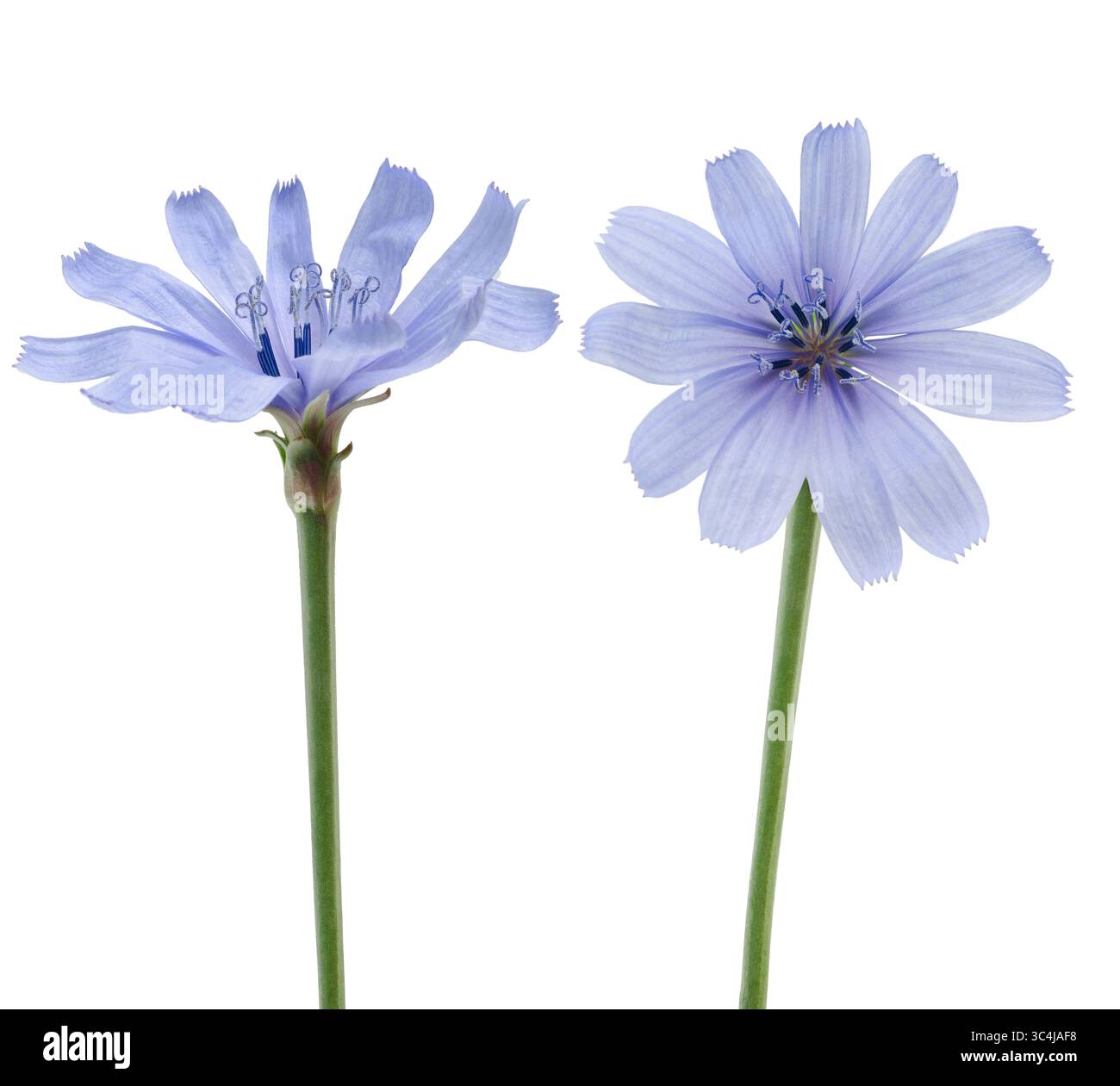 Common chicory flowers isolated on white background Stock Photo
