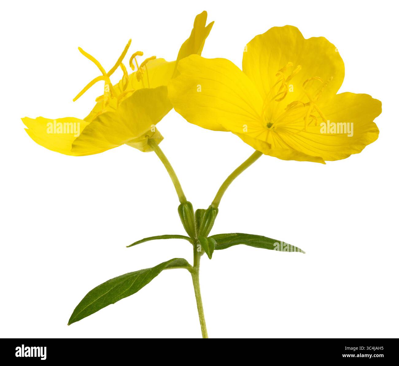 Common Evening Primrose Flowers Isolated On White Stock Photo Alamy Common Evening Primrose Flowers Isolated On White Stock Photo Alamy