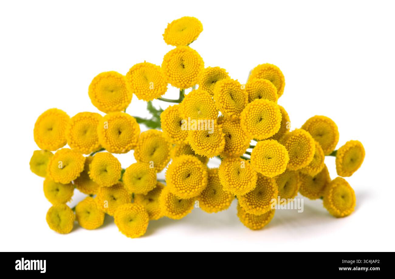 Common Tansy isolated on white background Stock Photo