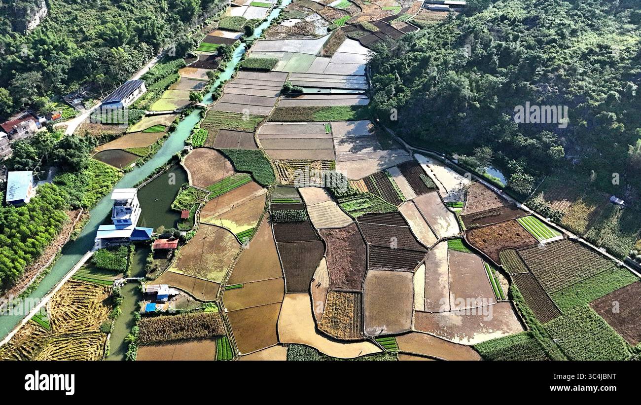 Aerial photo shows the rice fields in Laibin City, south China's ...