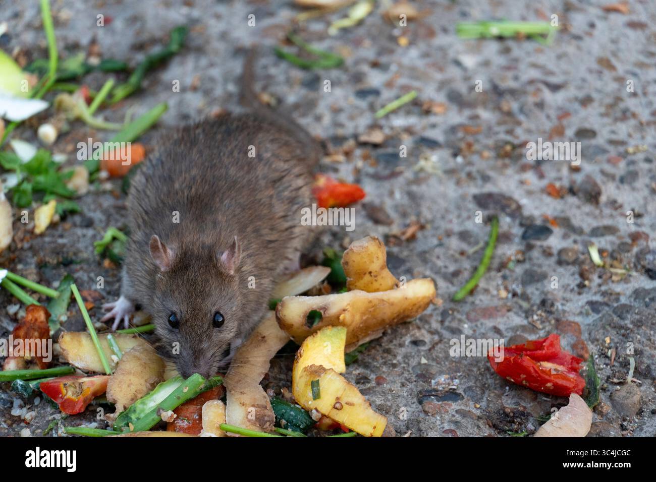 A close-up shot of a brown rat scavenging food scraps on a city sidewalk, illustrating urban wildlife interaction with human waste Stock Photo