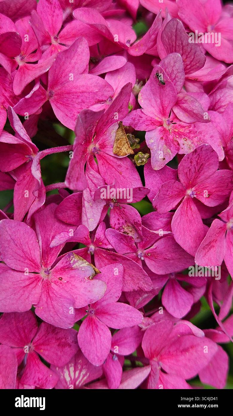 A vibrant close-up of blooming pink hydrangea flowers, with delicate petals densely clustered to create a lush, textural effect. - Smartphone Captured Stock Image