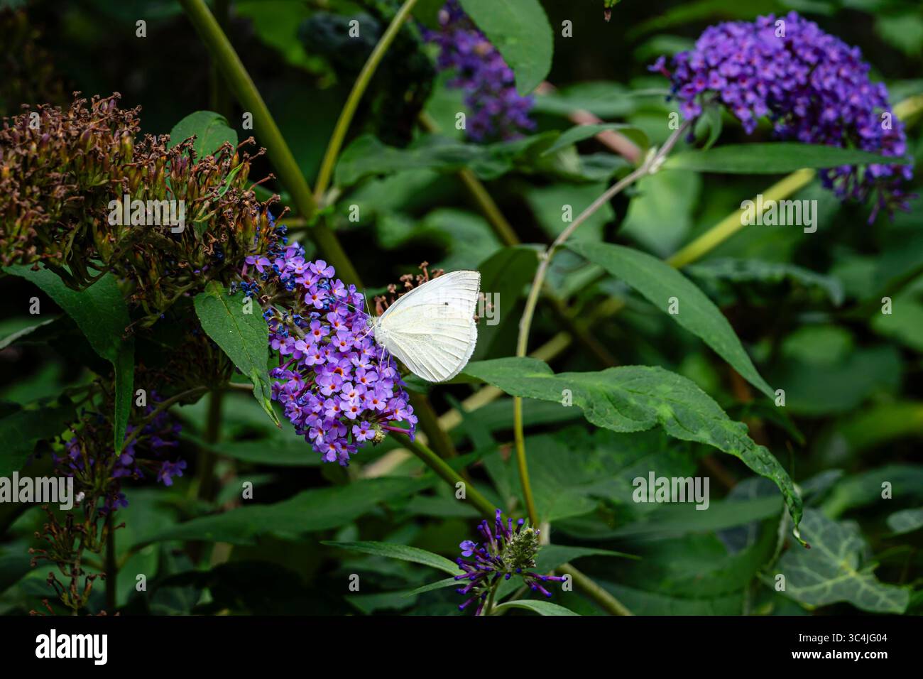 Small White or Cabbage White butterfly (Pieris rapae) on a Buddleia bush in a garden in Surrey, south-east England in summer Stock Photo