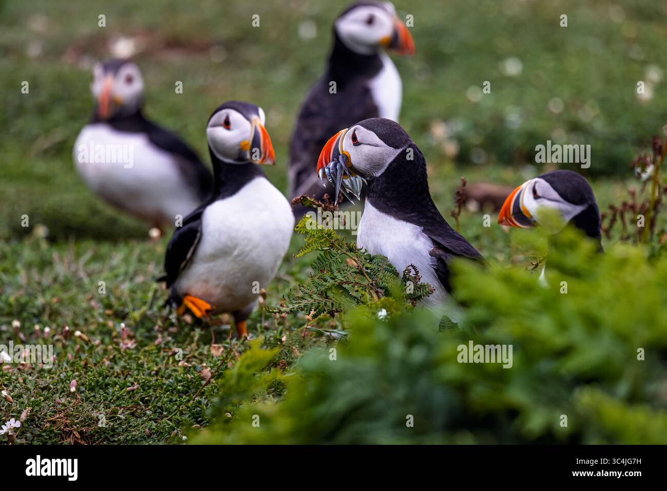 Atlantic puffins (Fratercula arctica), one with a beak full of sand eels, in Skomer, a Pembrokeshire coast island nature reserve, Wales, UK Stock Photo