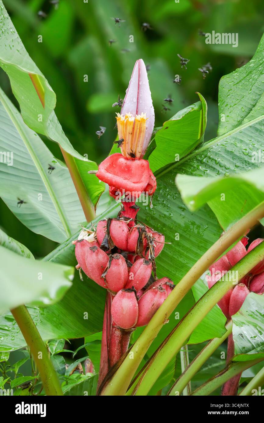 Pink bananas hi-res stock photography and images - Alamy