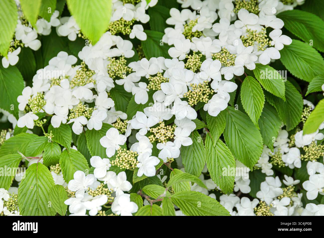 doublefile-viburnum-viburnum-plicatum-mariesii-viburnum-plicatum