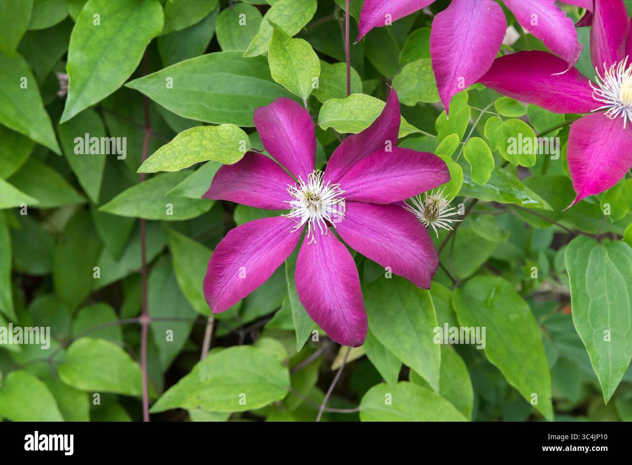 clematis, virgins-bower (Clematis 'Bourbon', Clematis Bourbon), blooming, cultivar Bourbon, Vereinigte Staaten von Amerika Stock Photo