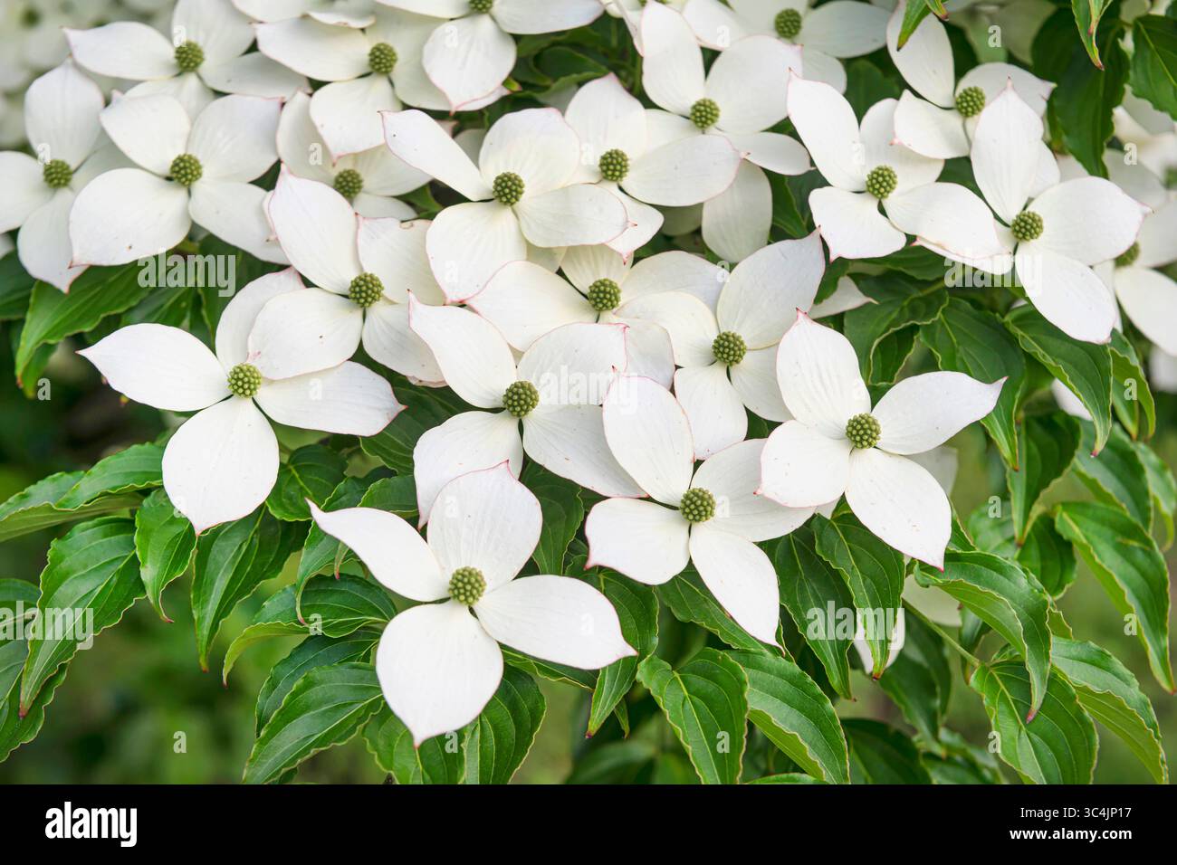 Blumen blatt hi-res stock photography and images