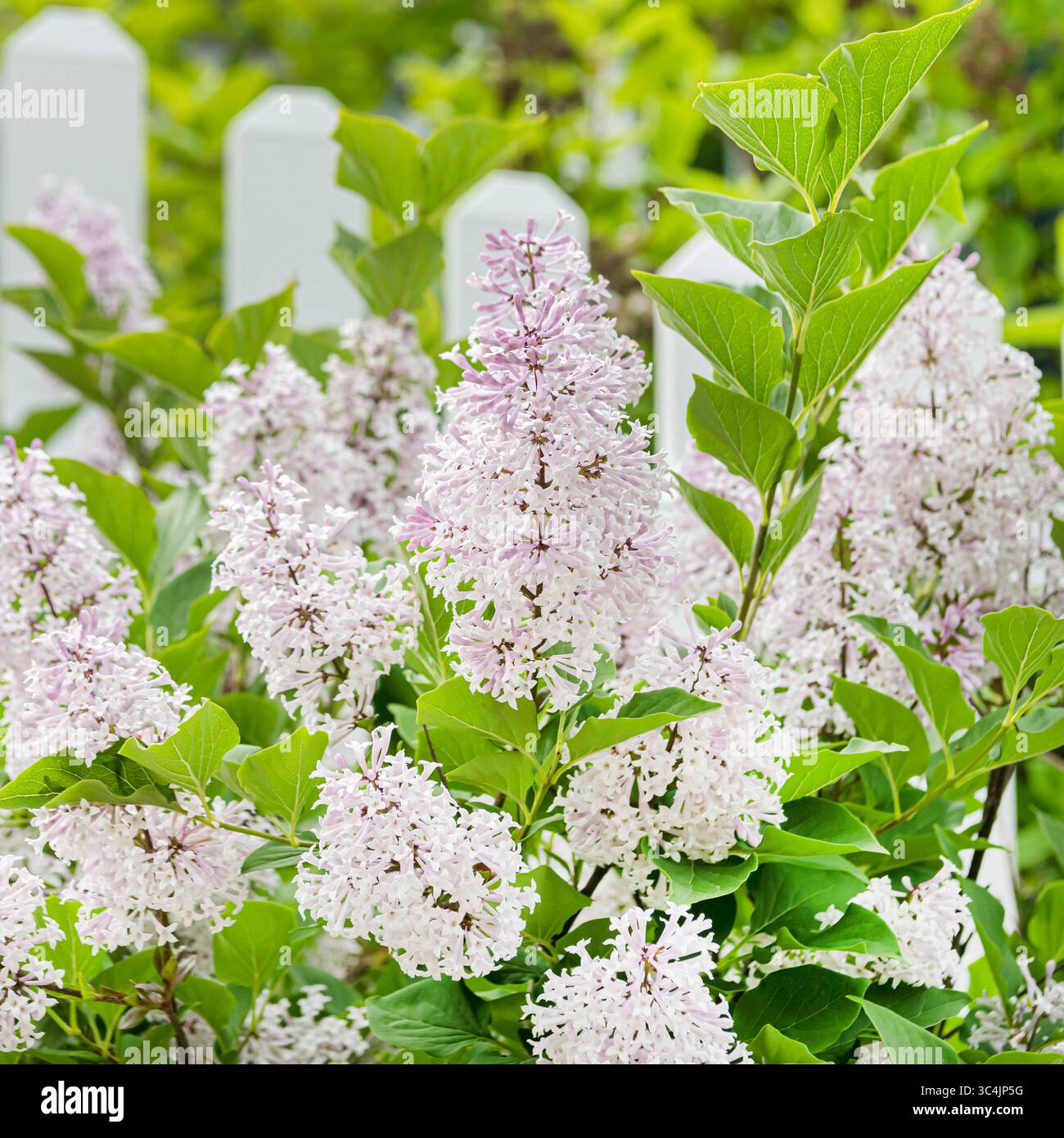 Manchurian lilac, Miss Kim Lilac (Syringa patula 'Miss Kim', Syringa patula Miss Kim, Syringa microphylla Miss Kim), blooming, cultivar Miss Kim Stock Photo