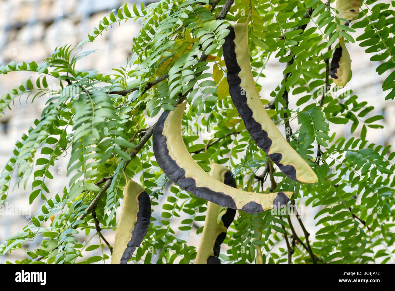 Thornless honeylocust (Gleditsia triacanthos var. inermis), fruits on a tree, Bundesrepublik Deutschland Stock Photo