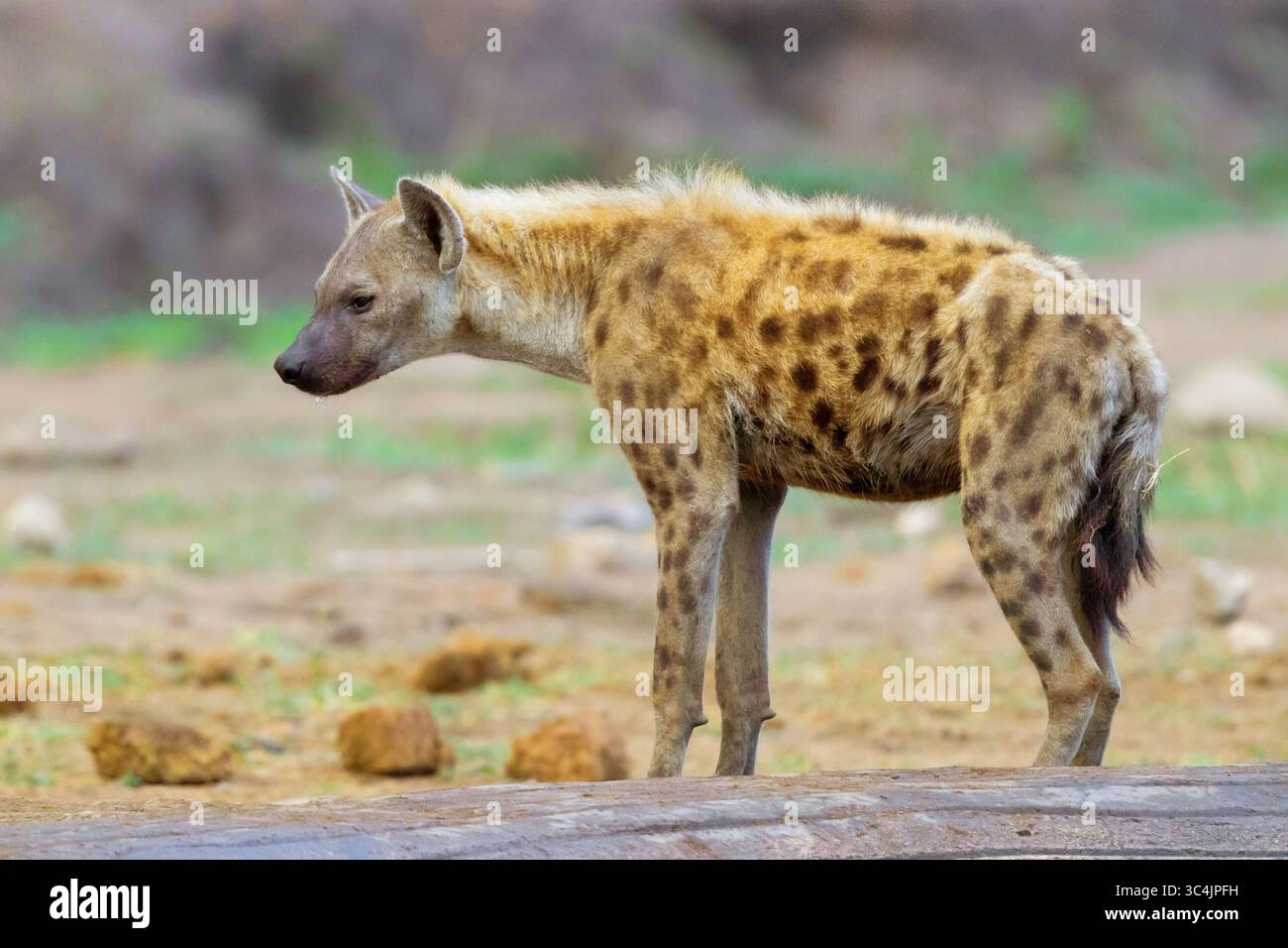 Side view spotted hyena standing hi-res stock photography and