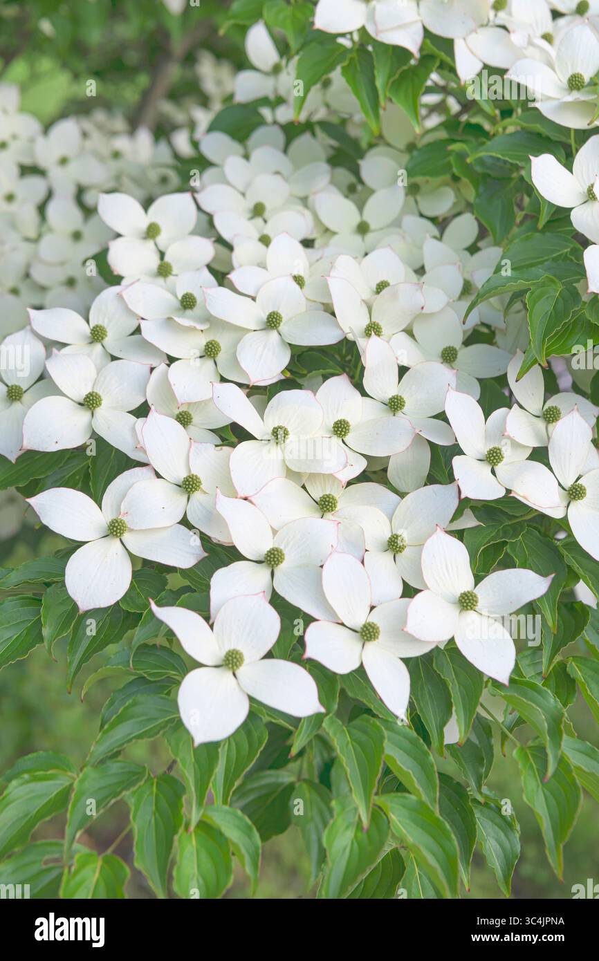 kousa dogwood, Chinese dogwood (Cornus kousa var. chinensis), blooming, Vereinigte Staaten von Amerika Stock Photo
