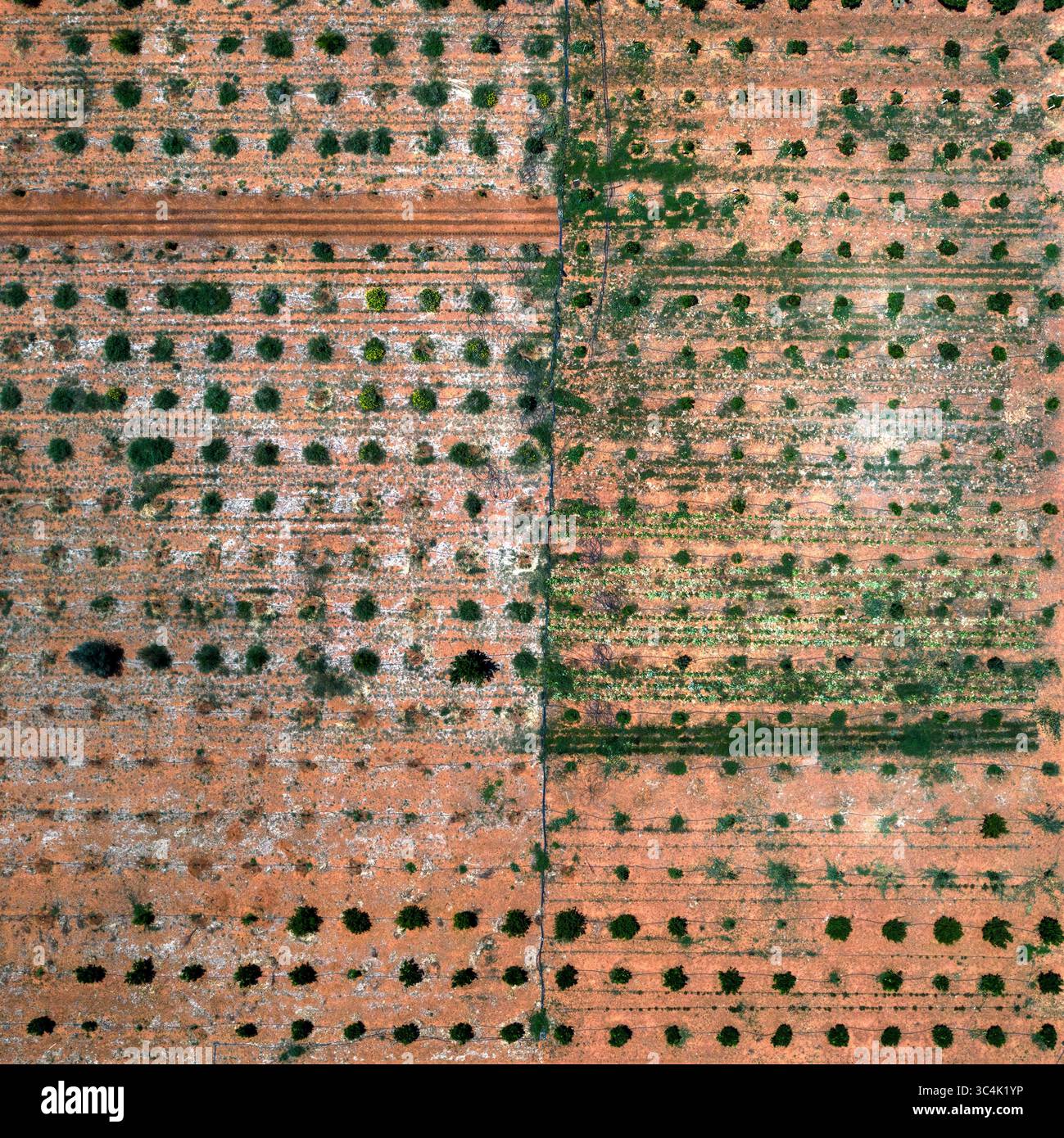 map aerial crop analysis and precision agriculture, vegetation index ...