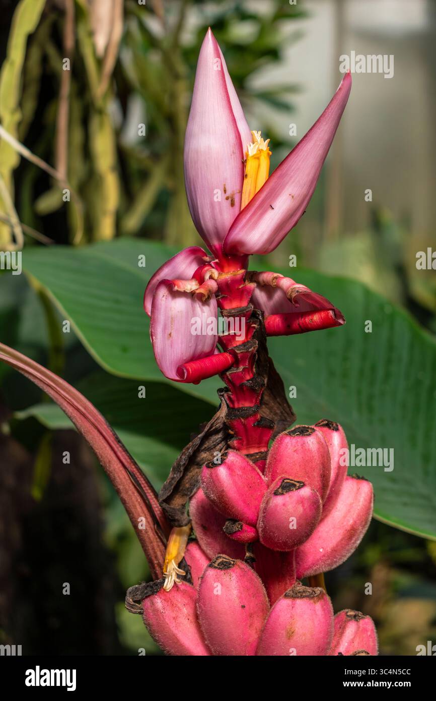 Pink flowered banana tree, musa velutina, native to India, musaceae ...
