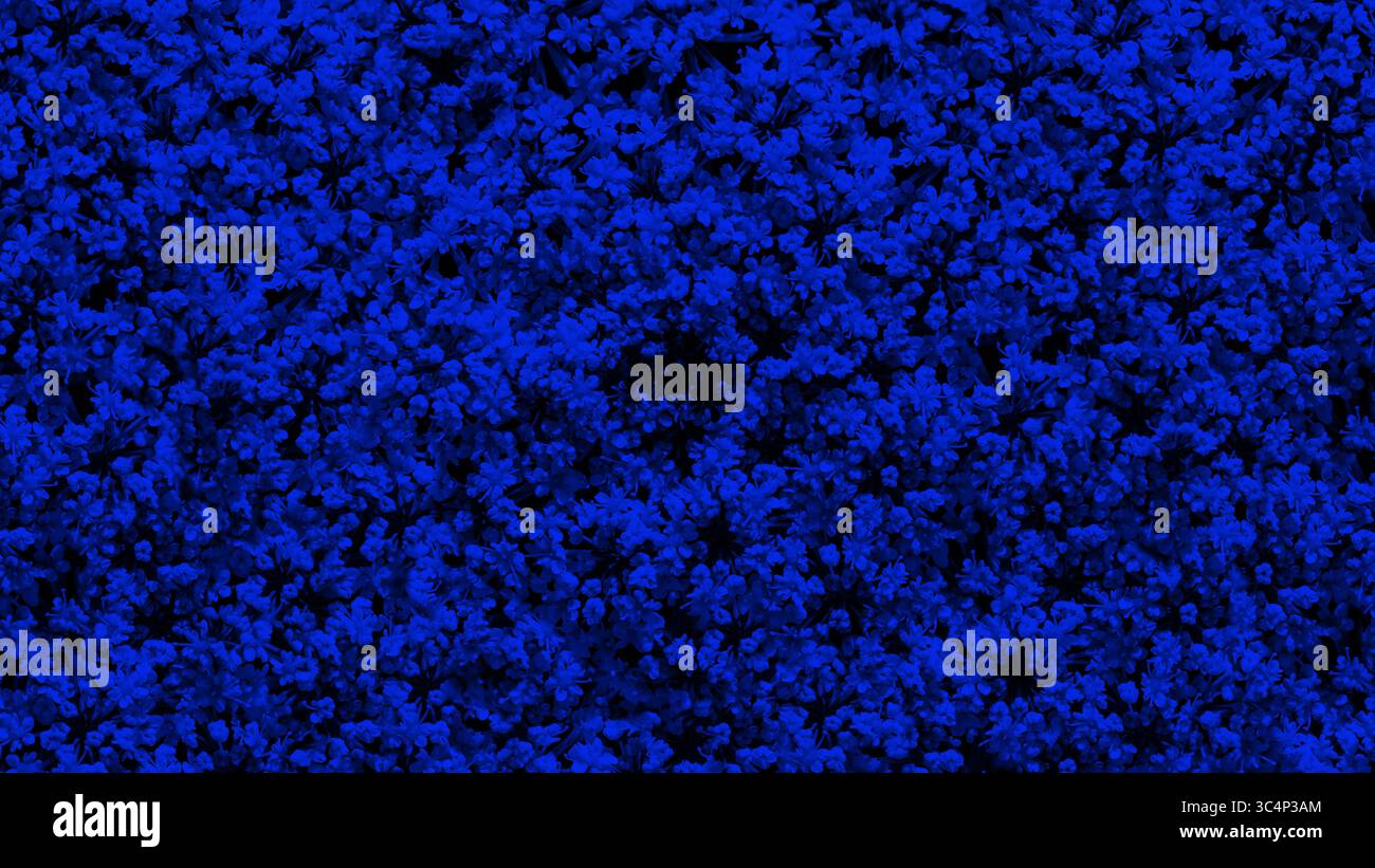 floral background blue color full frame Stock Photo - Alamy