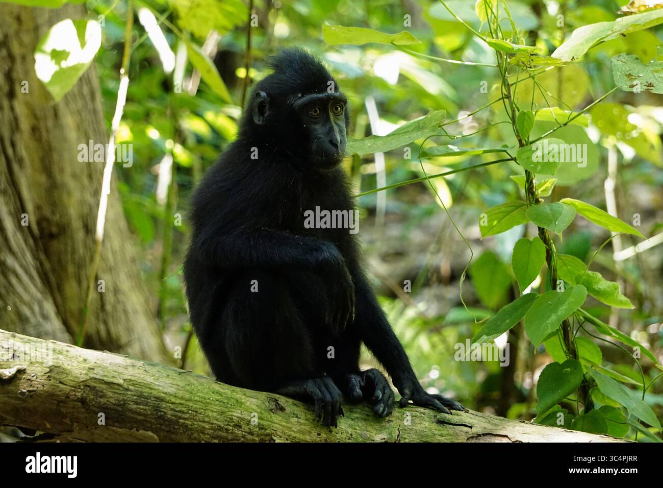 The endemic animal of Sulawesi Macaca Nigra, Sulawesi Black Macaque Stock Photo