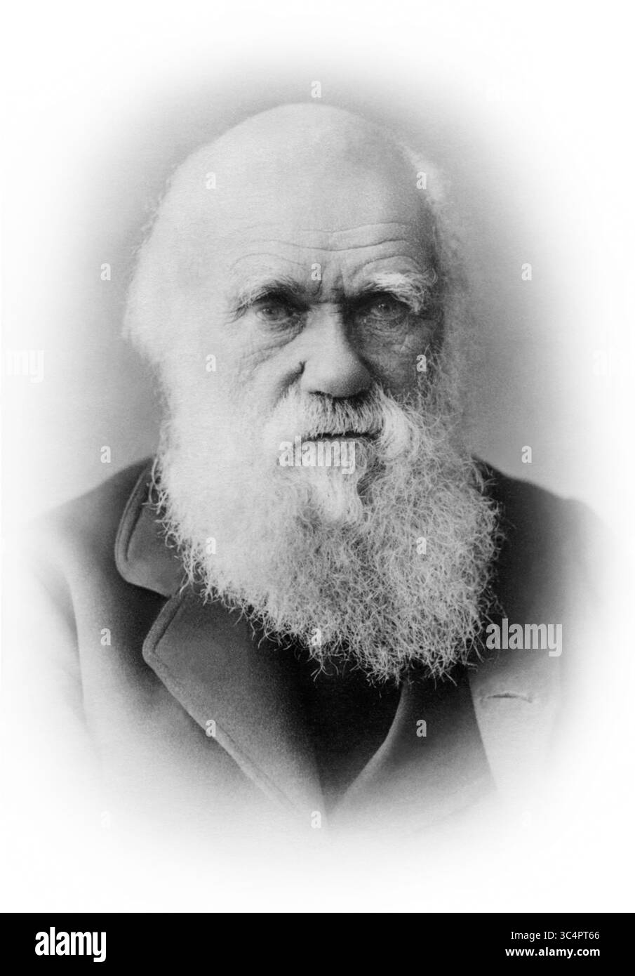 Charles Robert Darwin (1809-1882), originator of the theory of evolution by natural selection, in a portrait by Elliott & Fry from November 29, 1881. Stock Photo
