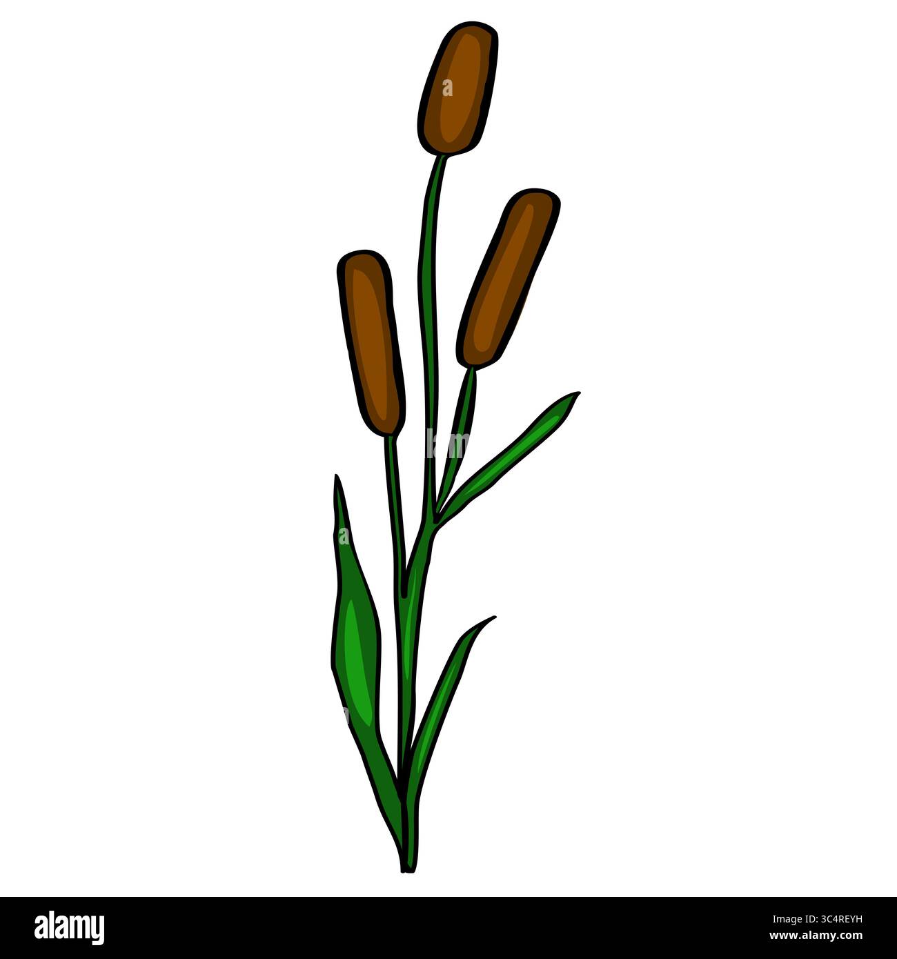 This vector illustration depicts a stylized Typha plant, featuring ...