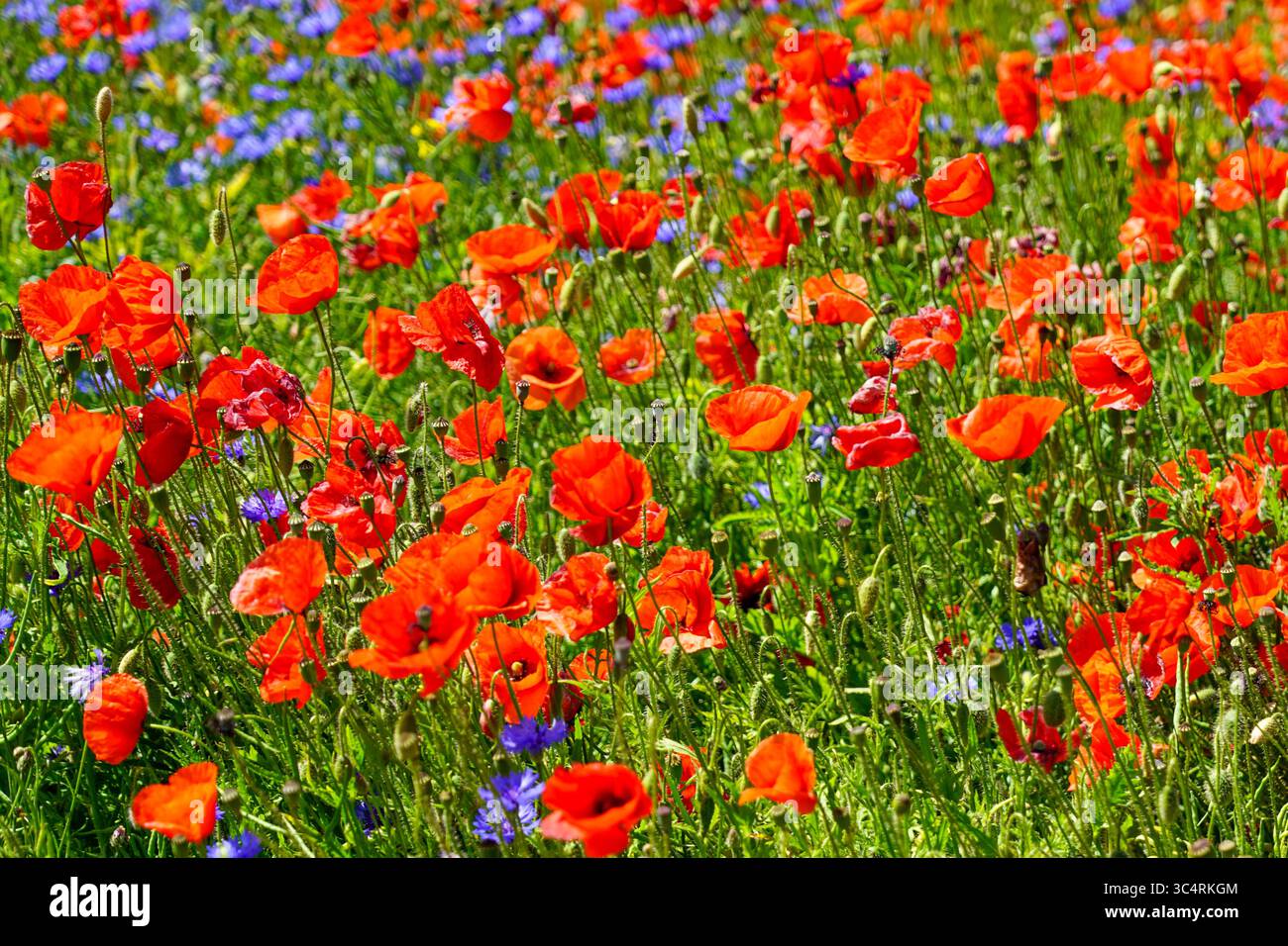 Meadow poppies under blue hi-res stock photography and images - Alamy