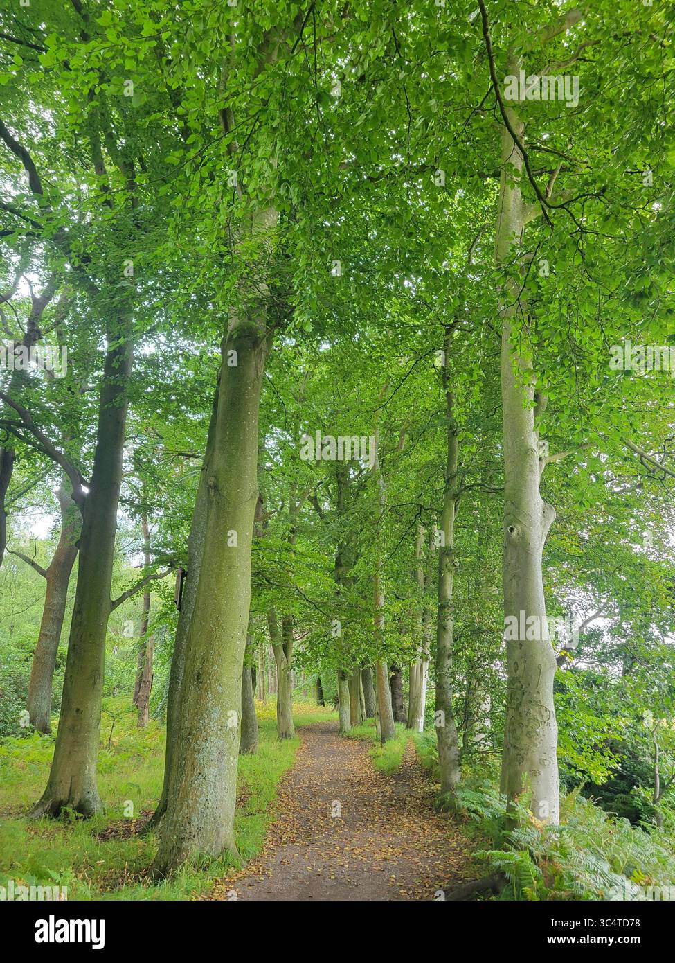 A peaceful woodland path winding through tall lush trees on a summer's day, vibrant canopy overhead filters soft natural light. - Smartphone Captured Stock Image