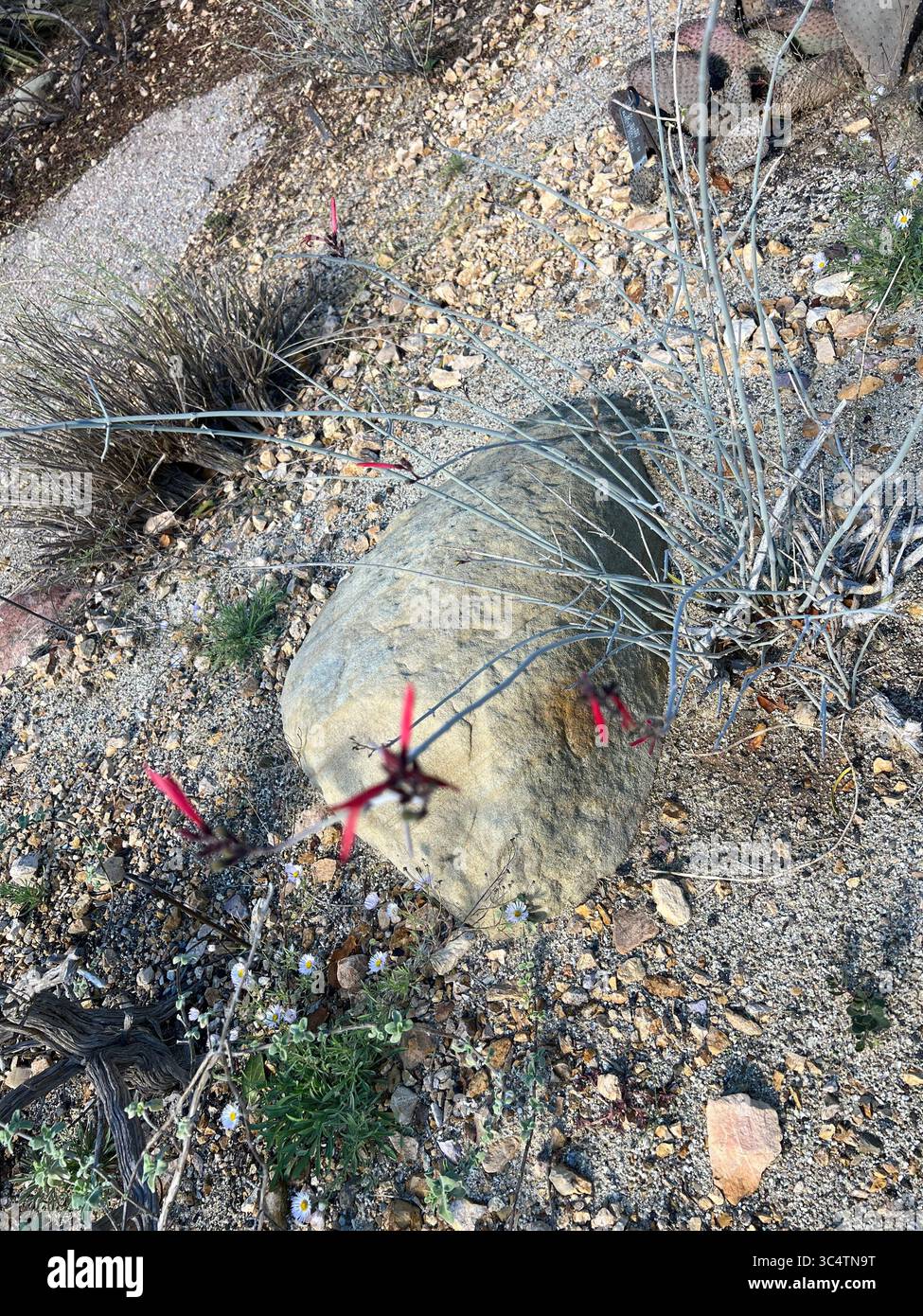 Wind-sculpted evergreen trees on a grassy slope under a blue sky at Santa Barbara Botanical Garden. Iconic California coastal landscape. - Smartphone Captured Stock Image