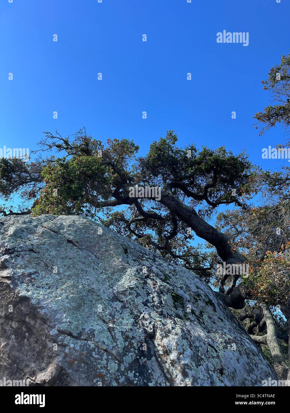 Weathered rock with vibrant red plant shoots and dry grasses on arid ground at Santa Barbara Botanical Garden. Resilience in a dry landscape. - Smartphone Captured Stock Image