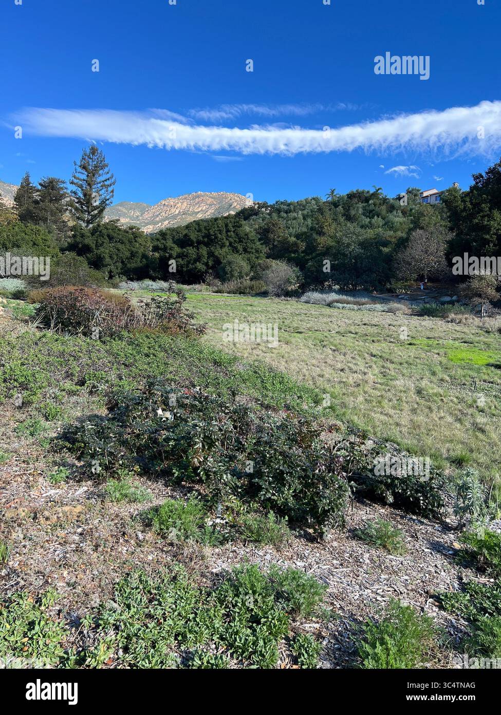 Expansive meadow, lush trees, and distant hills under blue sky with unique cloud at Santa Barbara Botanical Garden. Serene California landscape - Smartphone Captured Stock Image