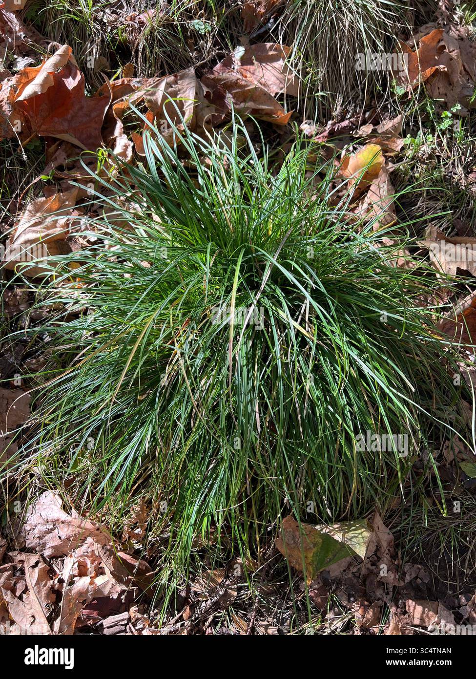 Finger sedge plant (Carex sp.) in a green clump surrounded by fallen leaves, photographed in Santa Barbara Botanical Garden, California, during autumn - Smartphone Captured Stock Image