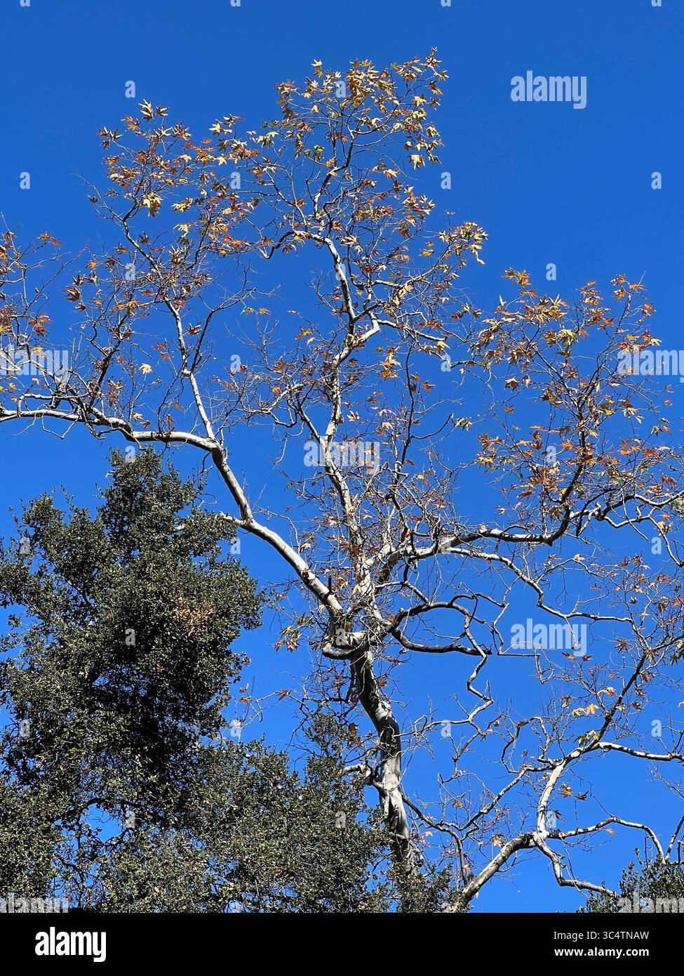 California sycamore tree with white bark and sparse autumn leaves beneath a clear blue sky in Santa Barbara Botanical Garden. Native West Coast fall t - Smartphone Captured Stock Image