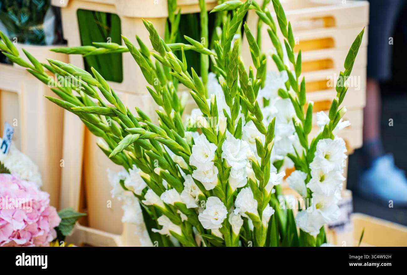 Fresh White Gladiolus Bouquet with Pink Accents. Stock Photo
