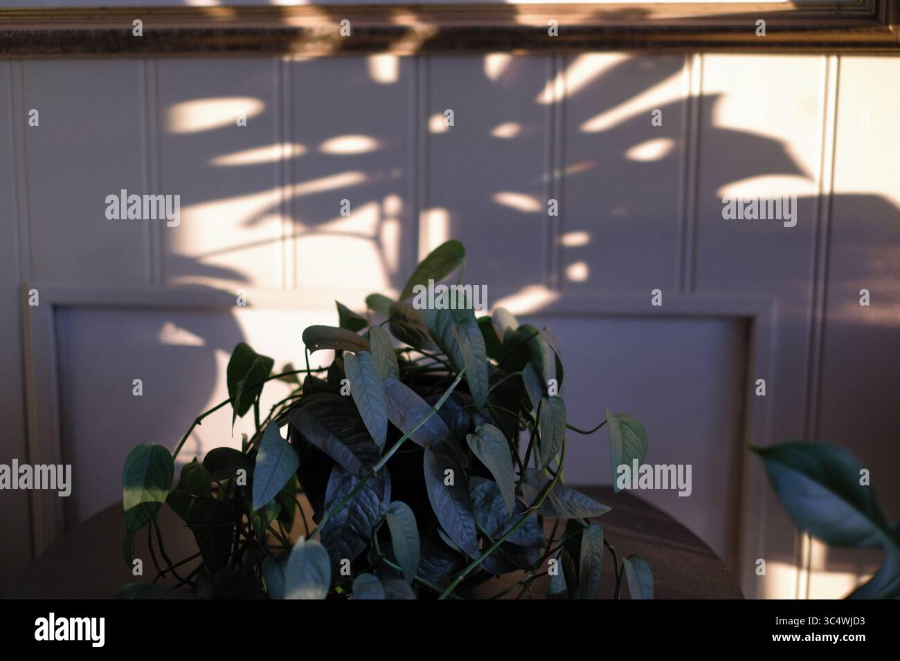 Sunlight plant photosynthesis hi-res stock photography and images - Alamy