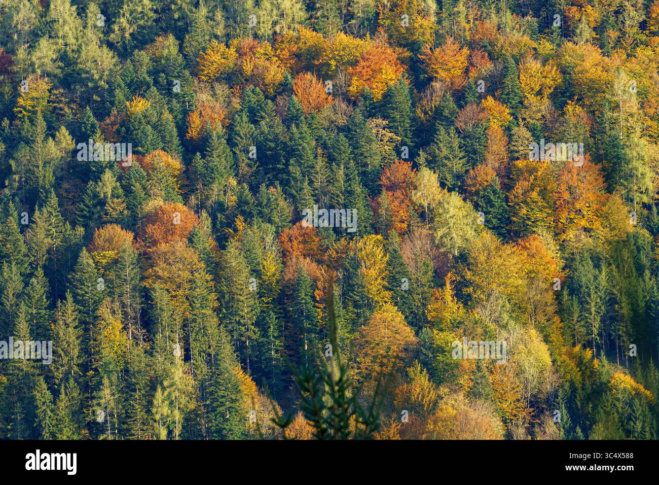 A dense forest with a variety of plant species and a few birds perched in the trees
