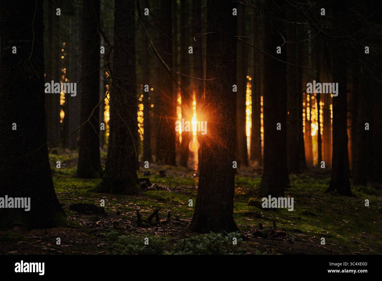 Sunlight Breaking Through Dense Forest at Sunset Stock Photo