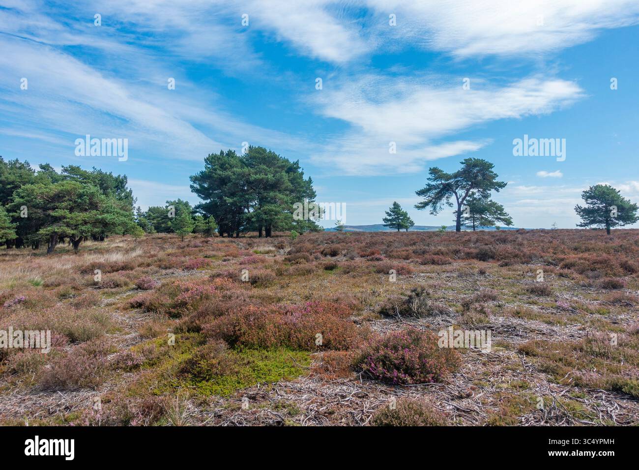 North York Moors National Park, England. UK. 29th July, 2025. Glorious weather on the coast to coast footpath near Maybeck in the North York Moors National Park. Credit: Alan Dawson/Alamy Live News Stock Photo