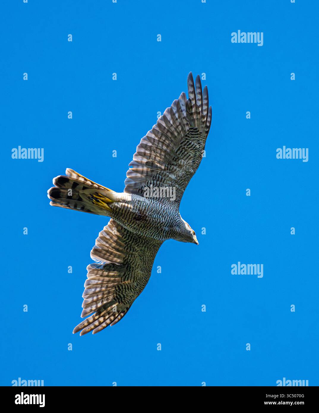 Goshawk Stock Photo