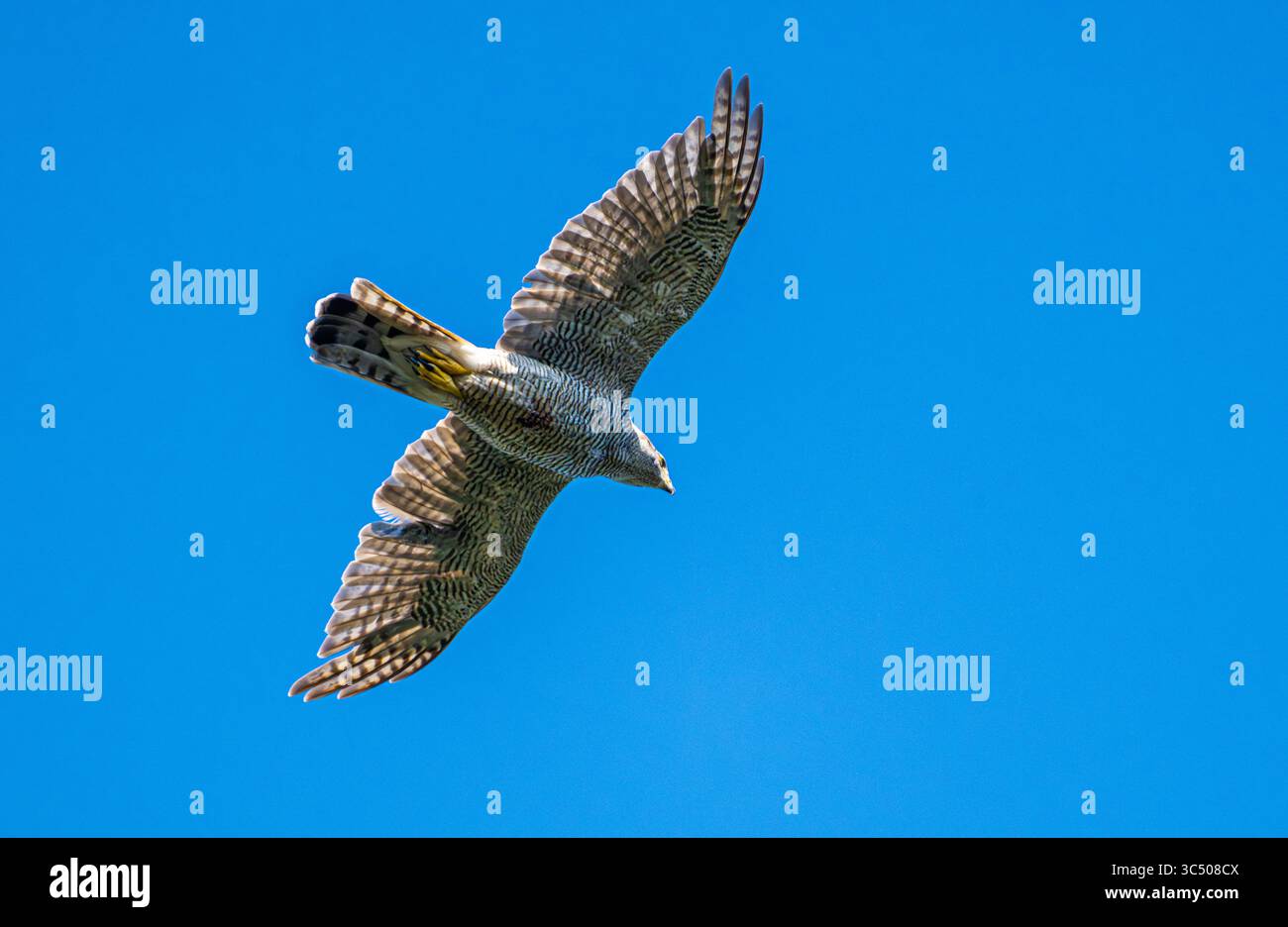 Goshawk Stock Photo