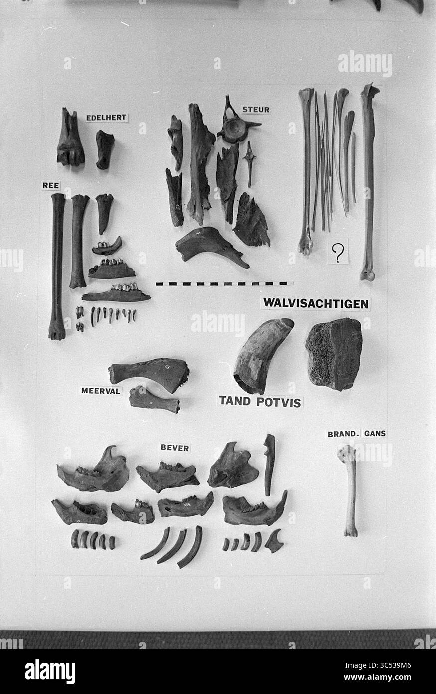 Classifications labeled Black and White Stock Photos & Images - Alamy