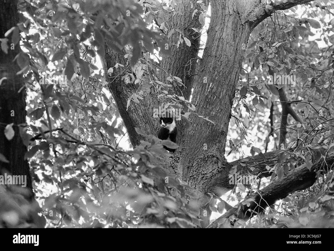 Cat in tree, Animals, 24-08-1961 Whizgle News, Dutch Desk, The Netherlands, 1950-2000 A curious cat perched on a sturdy tree branch, surrounded by lush leaves, surveying its surroundings with a watchful gaze. Stock Photo
